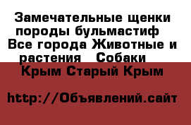 Замечательные щенки породы бульмастиф - Все города Животные и растения » Собаки   . Крым,Старый Крым